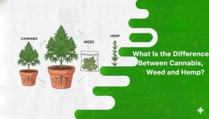 Cannabis Weed and Hemp