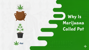Why Is Marijuana Called Pot