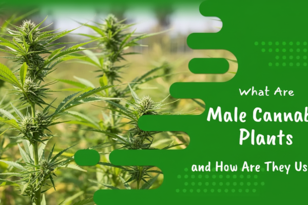Male Cannabis Plants