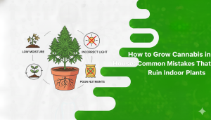 Grow Cannabis in the House