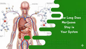 How Long Does Marijuana Stay in Your System