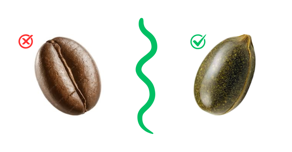 Comparison of a roasted coffee bean and a raw hemp seed.